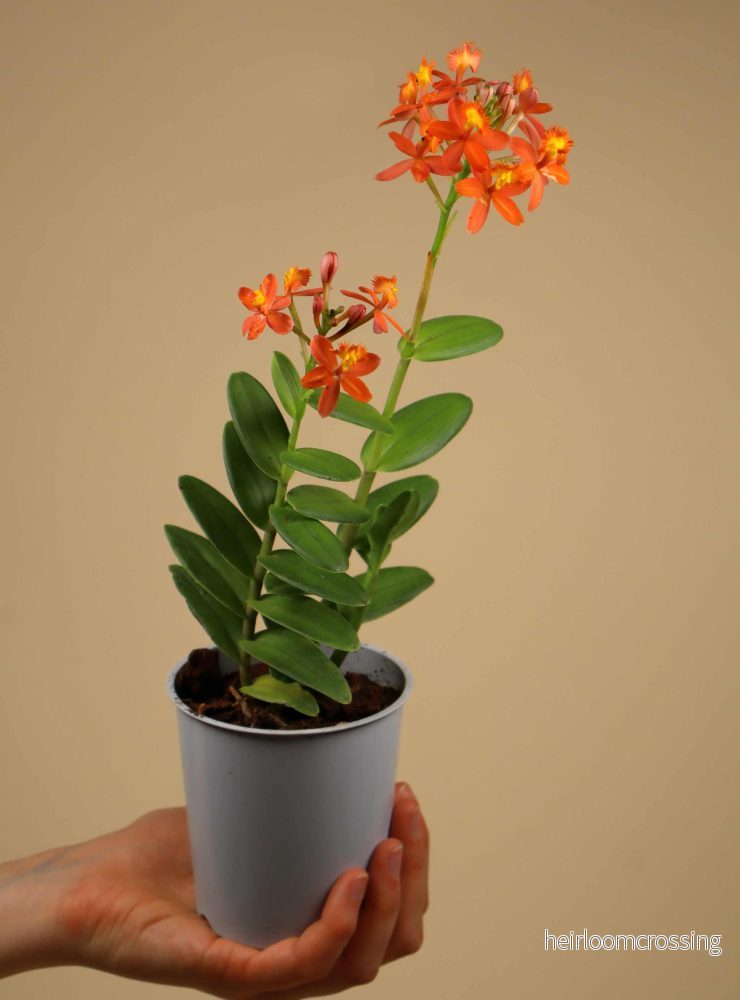 Epidendrum 'Ballerina' - Bild 3