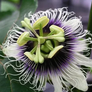 Gul passionsfrukt (Passiflora edulis flavicarpa) | frön, 15 st.