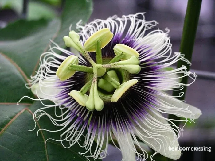 Gul passionsfrukt (Passiflora edulis flavicarpa) | frön, 15 st.