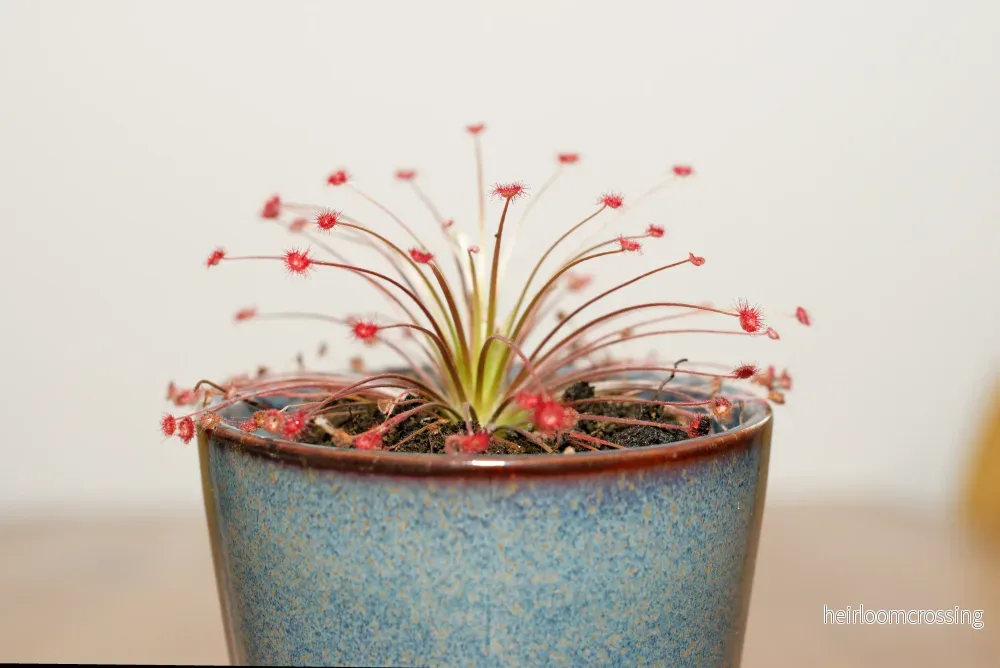 Ulllig sileshår (Drosera paradoxa) Ulllig sileshår (Drosera paradoxa)