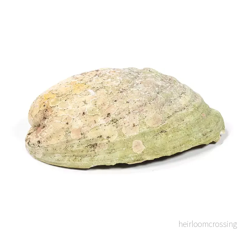 Paua snäckskal - Smudgeskål (Olika storlekar) - Bild 2