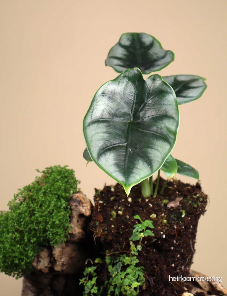 Alocasia reversa - Bild 2