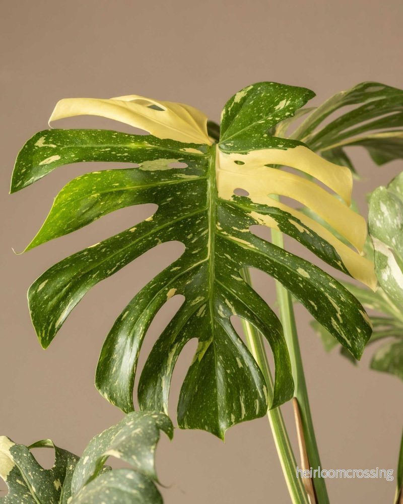 Monstera Thai Constellation