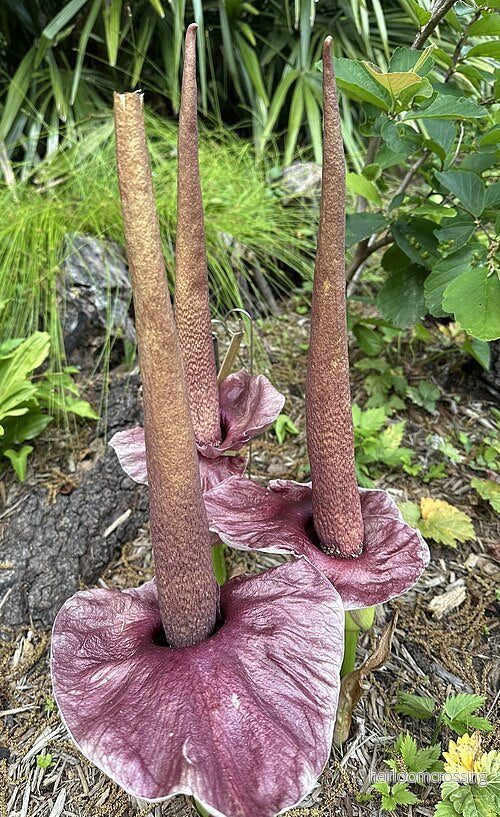 Djävulsrot (Amorphophallus henryi) | växt Djävulsrot (Amorphophallus henryi) | växt