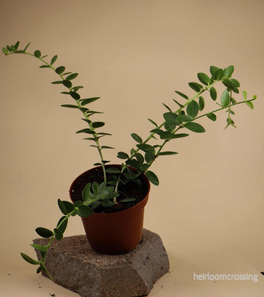 Hoya cumingiana - Bild 2
