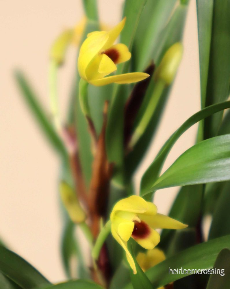 Maxillaria variabilis - Bild 2