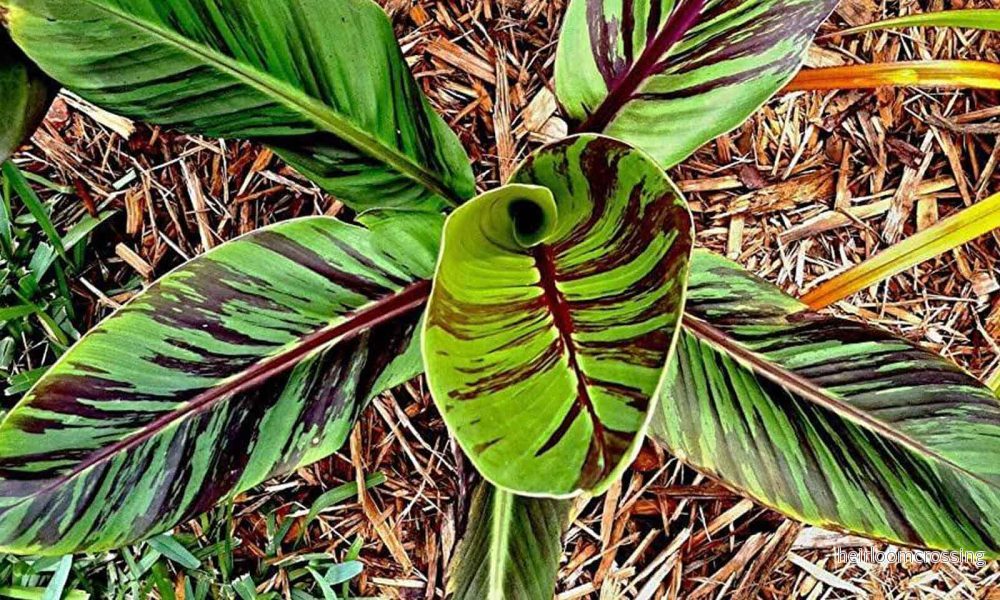 Röd tigerbanan (Musa sikkimensis "röd tiger") | frön, 10 st.