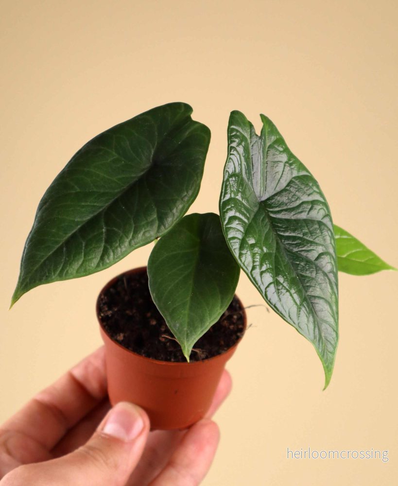 Alocasia scalprum