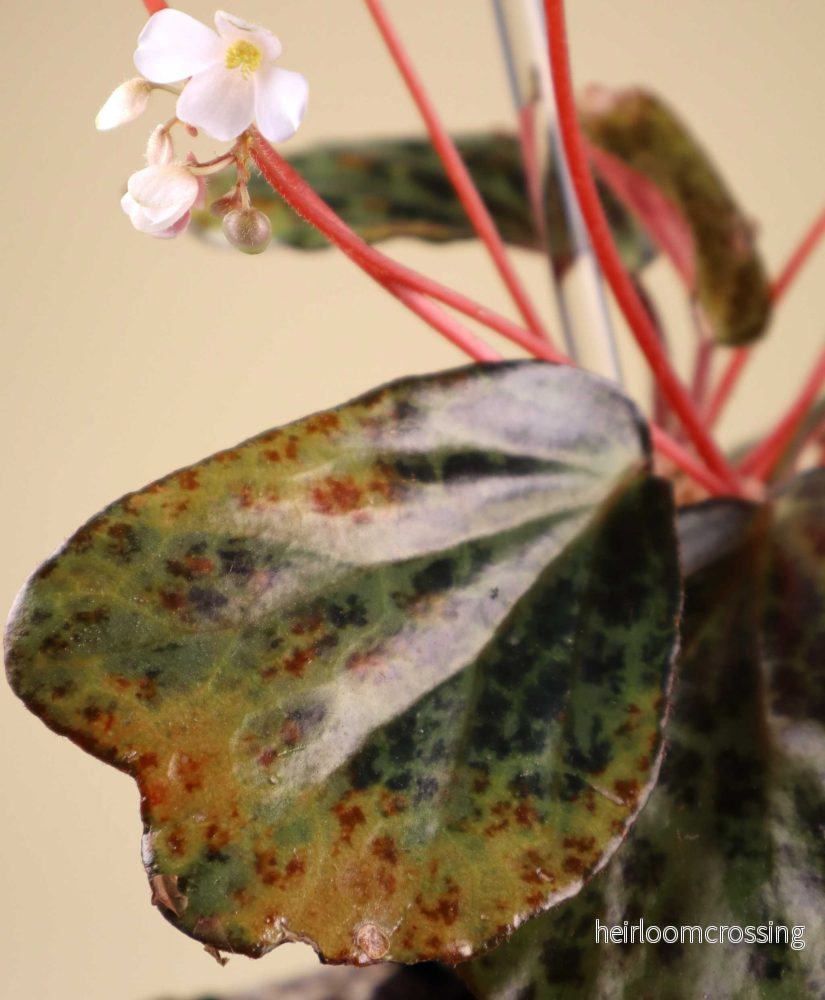 Begonia blancii - Bild 2