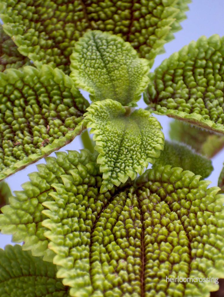 Pilea involucrata 'Moon valley' - Bild 2