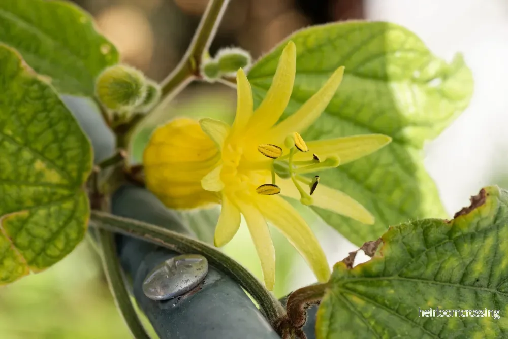 Citrina passionsblomma (Passiflora citrina) | plantera - Bild 2
