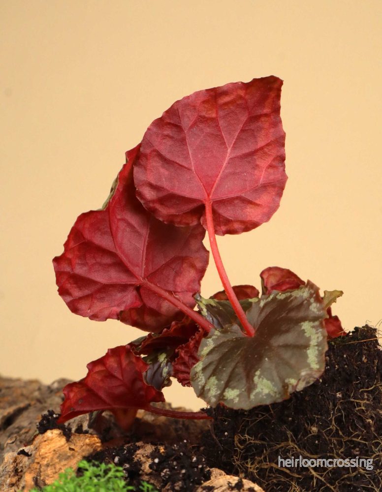 Begonia ignita - Bild 2