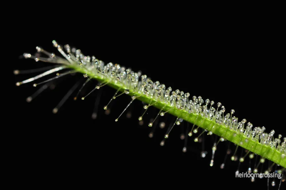 Soldagg (Drosera capensis "alba") | frön, 25 st. - Bild 3
