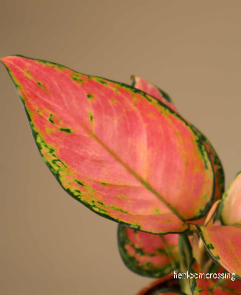 Aglaonema commutatum 'Lucky Red' - Bild 2