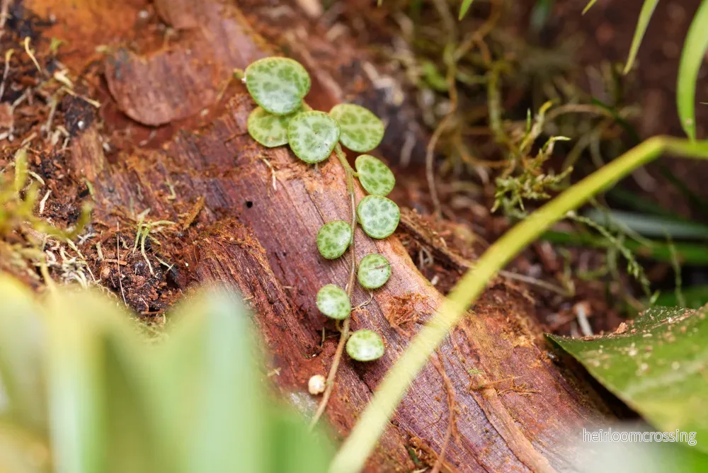 Sköldpaddsväxt (Peperonia prostata) - Bild 2