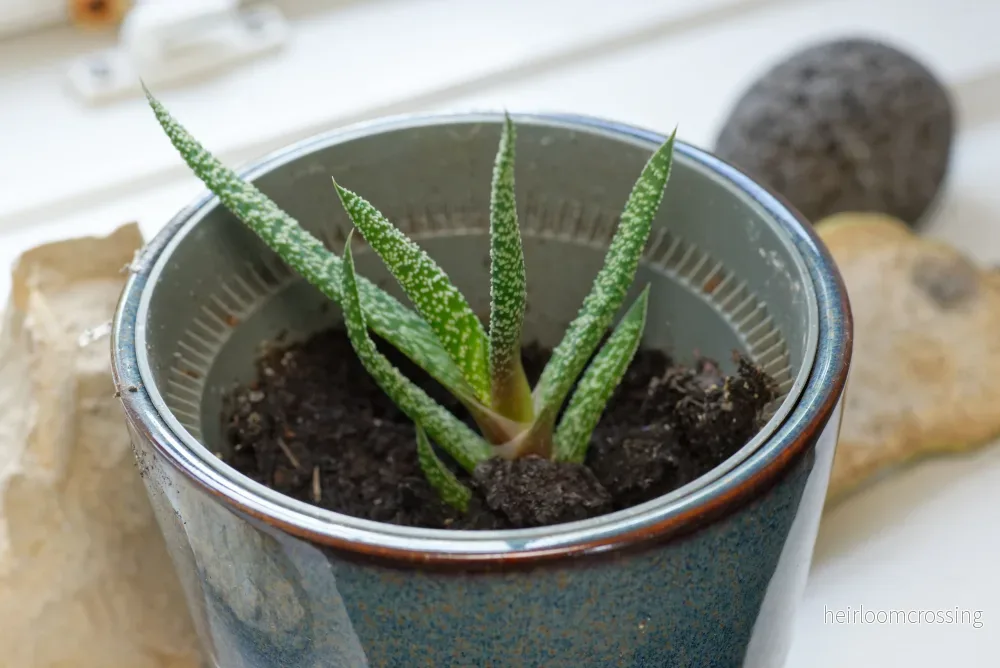 Kyld Gasteria (Gasteria verrucosa) | plantera - Bild 2