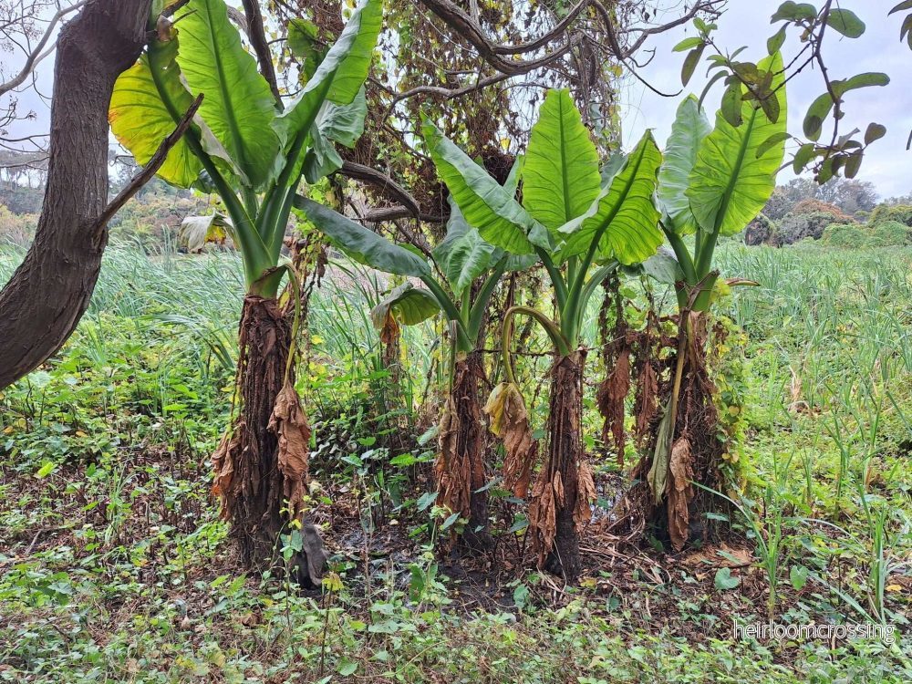 Typhonodorum lindleyanum | Vattenbanan - Bild 2