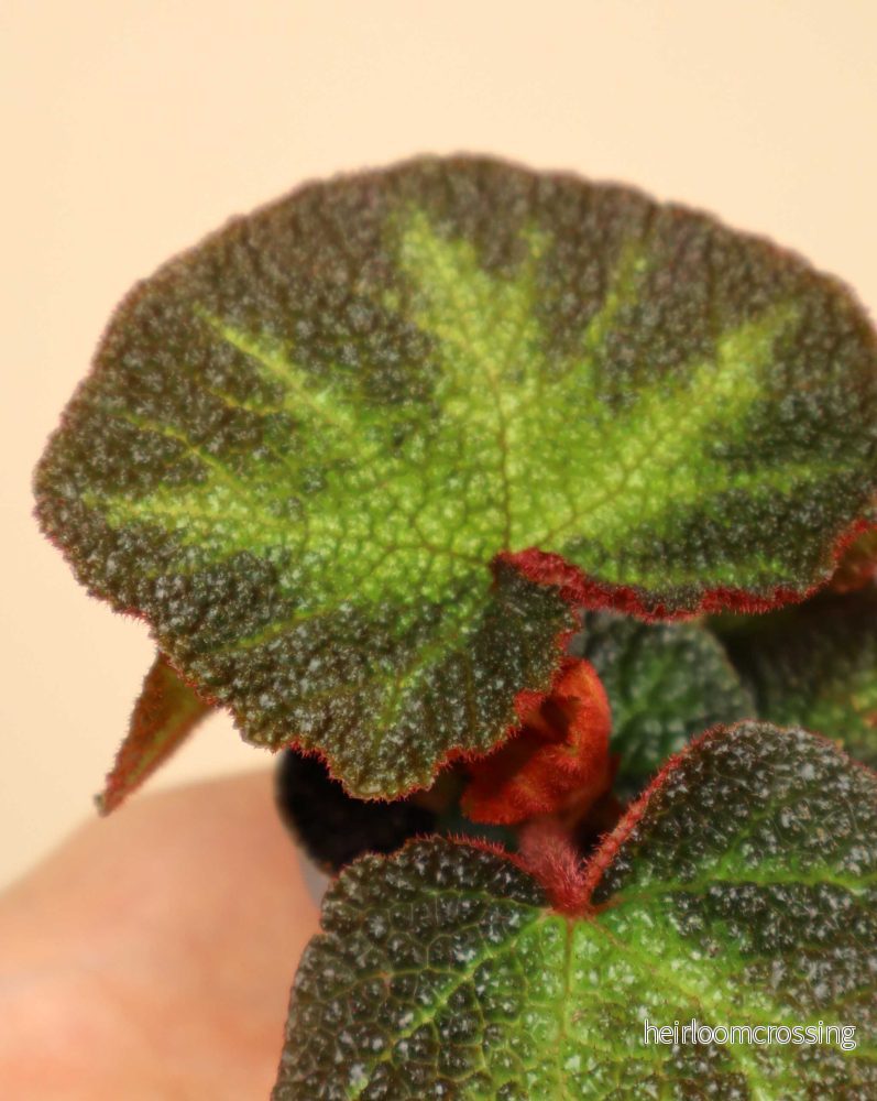 Begonia solimutata - Bild 2