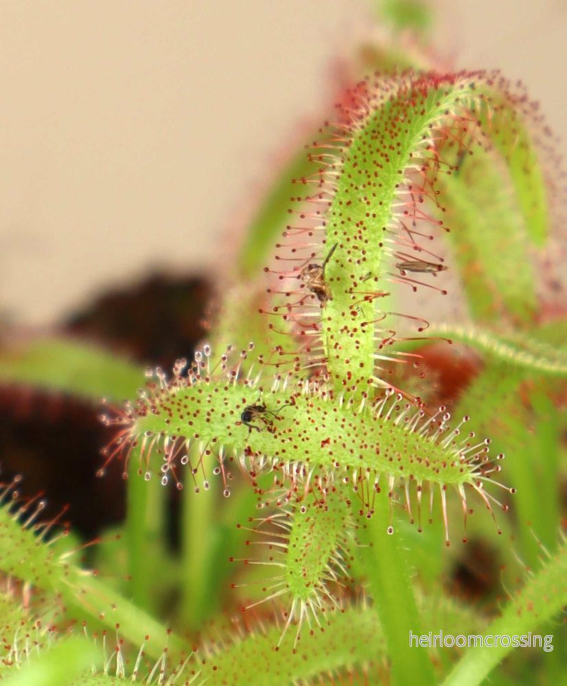 Drosera capensis - Bild 3