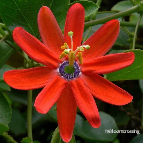 Röd passionsfrukt (Passiflora manicata) | frön, 15 st.