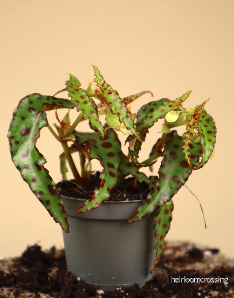 Begonia amphioxus - Bild 2