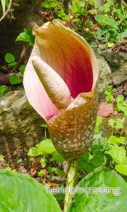 Penisväxt (Amorphophallus kachinensis) | frön, 6 st.