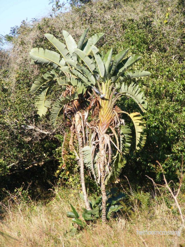 Jättepapegojblomma 'Strelitzia nicolai'