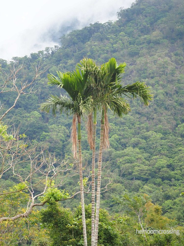 Areca catechu | Betelpalm