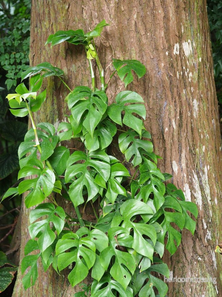 Rhaphidophora tetrasperma - Bild 2