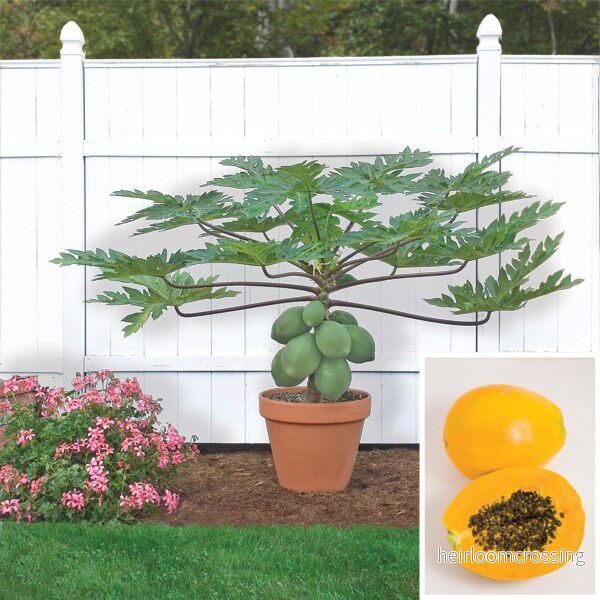 Dvärgpapaya (Carica papaya "dwarf") | växt