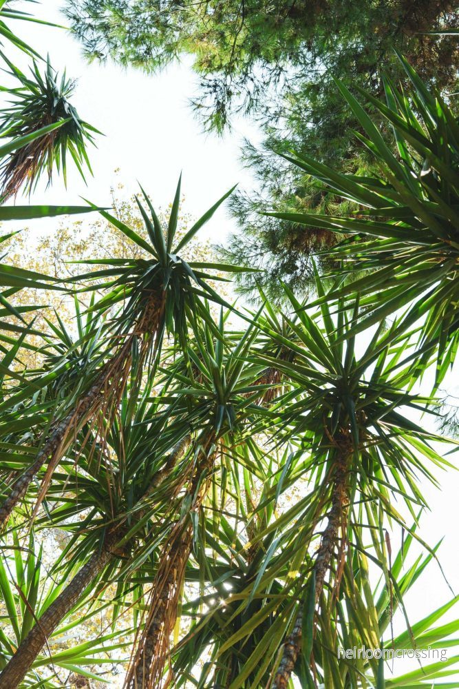 Dracaena marginata - Kantdracena - Bild 2