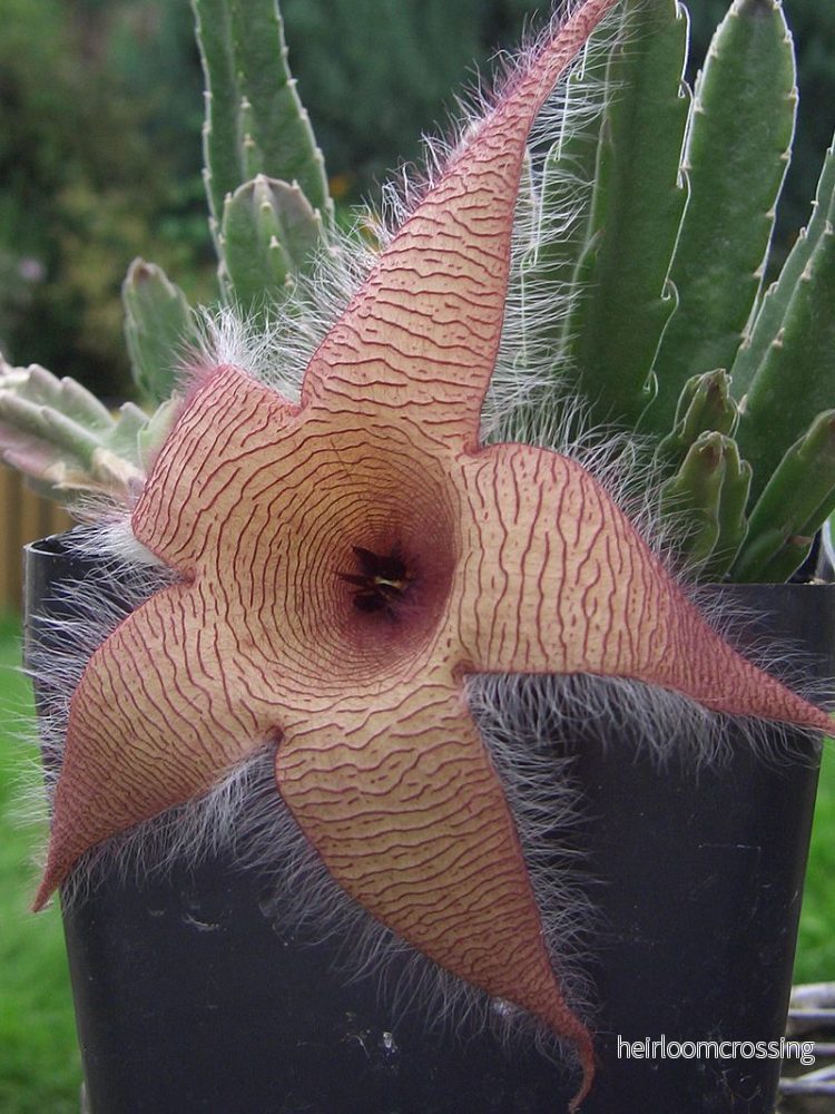 Jättestjärnblomma (Stapelia gigantea) | växt Jättestjärnblomma (Stapelia gigantea) | växt