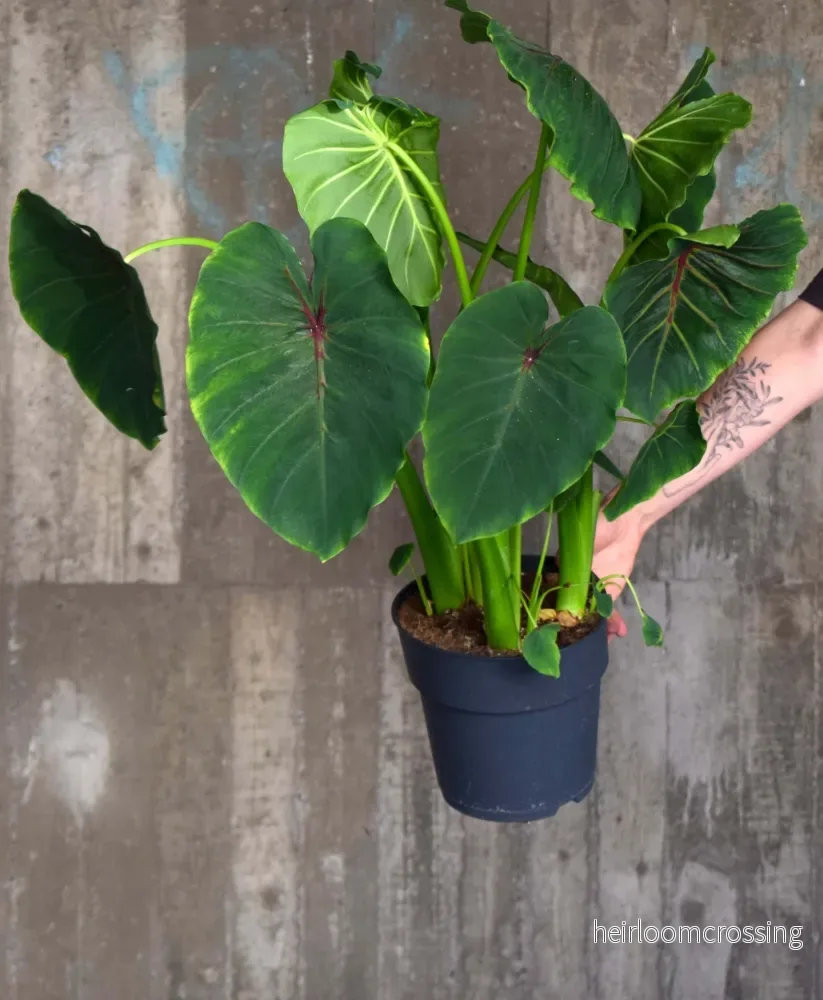 Colocasia Esculenta 'Pharaoh's Mask'