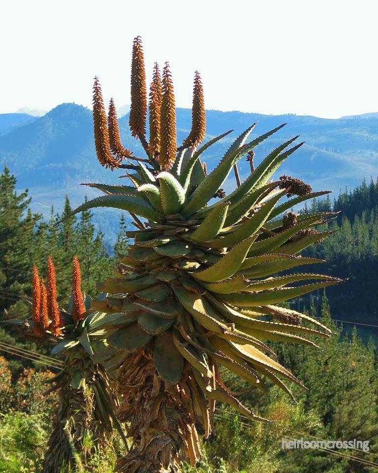 Bitter aloe (Aloe ferox) | frön, 20 st.