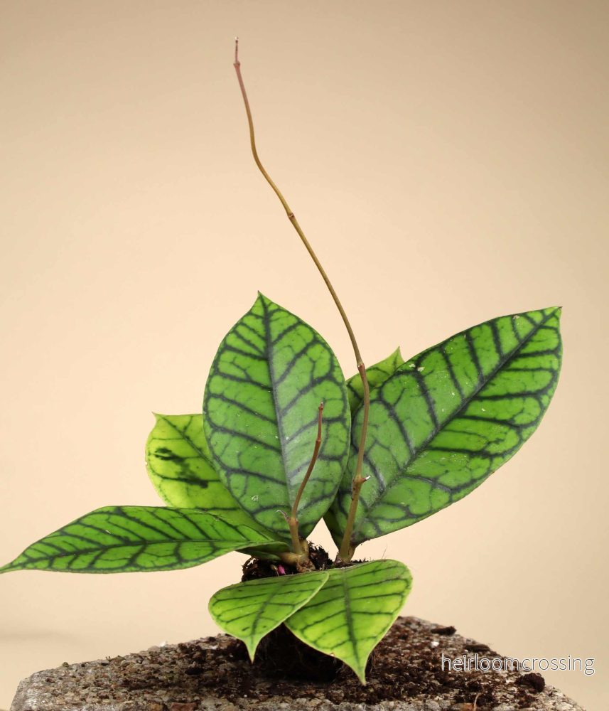 Hoya callistophylla