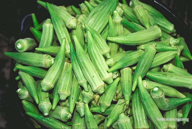 Okra (Abelmoschus esculentus) | frön, 10 st. Okra (Abelmoschus esculentus) | frön, 10 st.