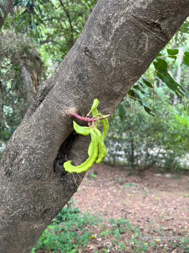Johannesbröd (Carob)