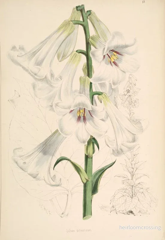 Jättehjärtlilja (Cardiocrinum giganteum) | frön, 10 st. - Bild 3