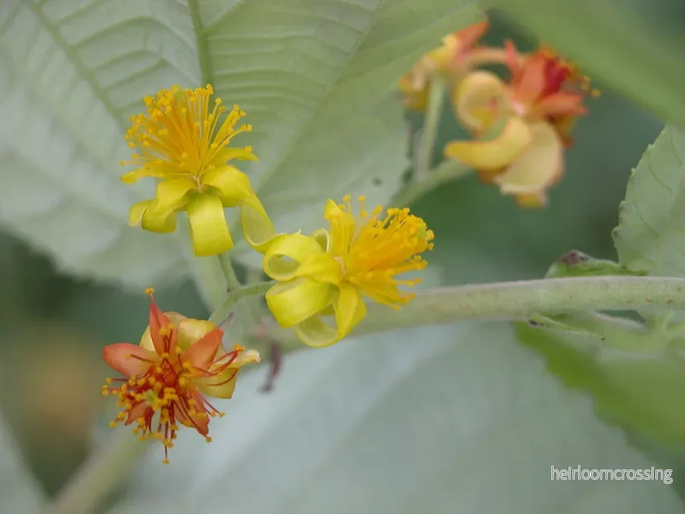 Falsa (Grewia asiatica) | frön, 10 st.