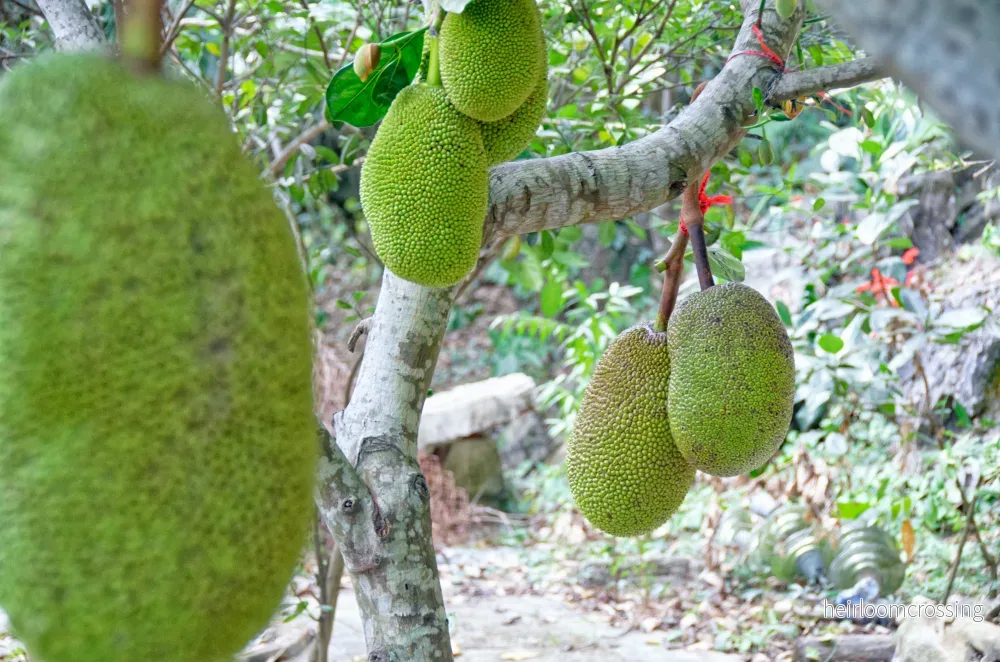 Brödfrukt (Artocarpus heterophyllus) | plantera Brödfrukt (Artocarpus heterophyllus) | plantera