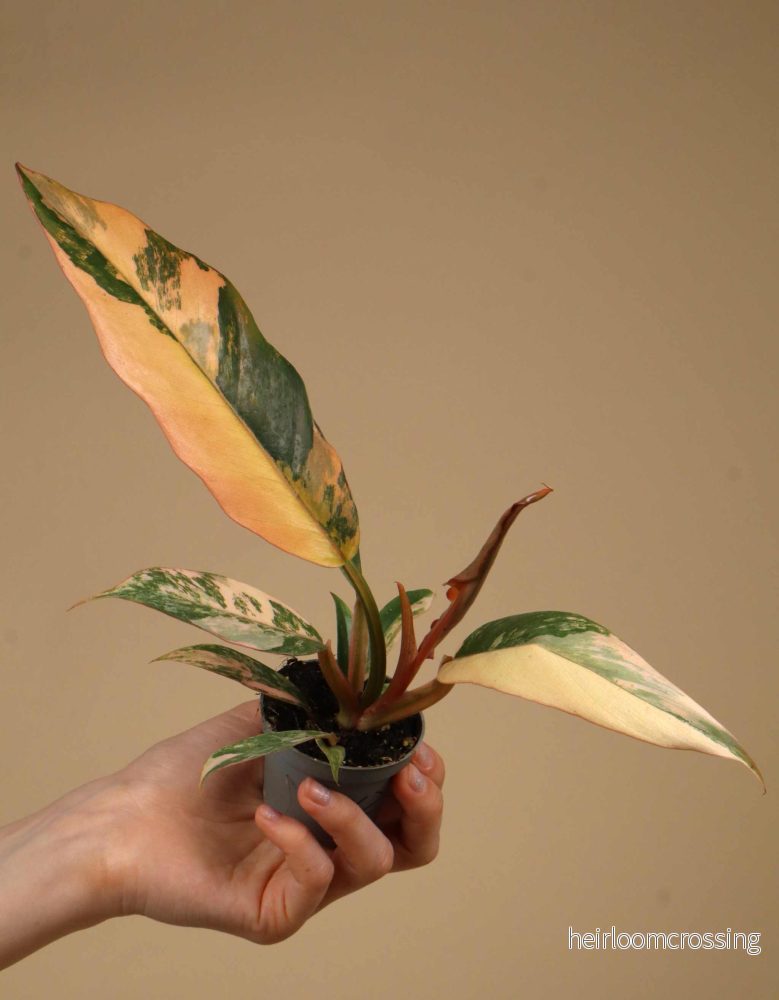 Philodendron Caramel Marble - Bild 3