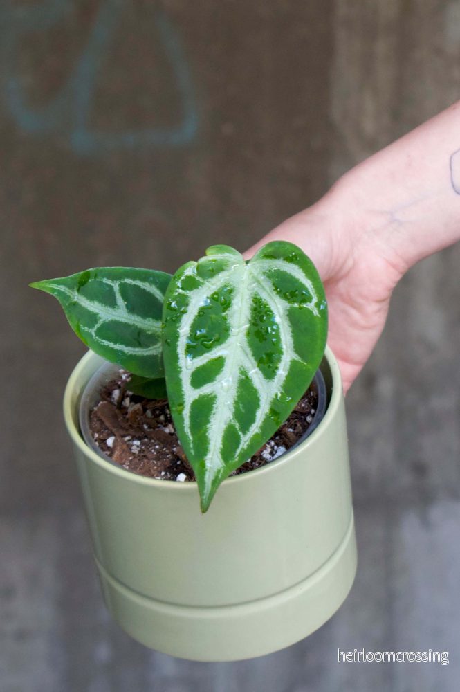 Anthurium Crystallinum ’Silver Blush’ Anthurium Crystallinum ’Silver Blush’