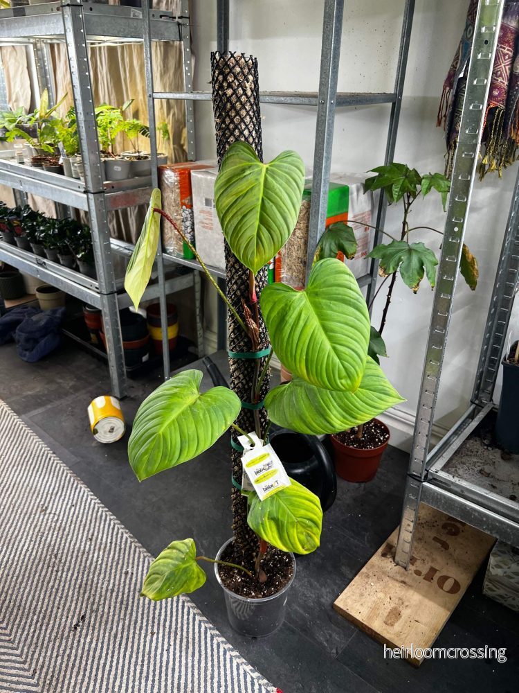 Philodendron nangaritense 'Fuzzy Petiole' - Bild 2