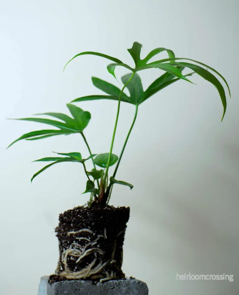 Anthurium pedatoradiatum - Bild 3