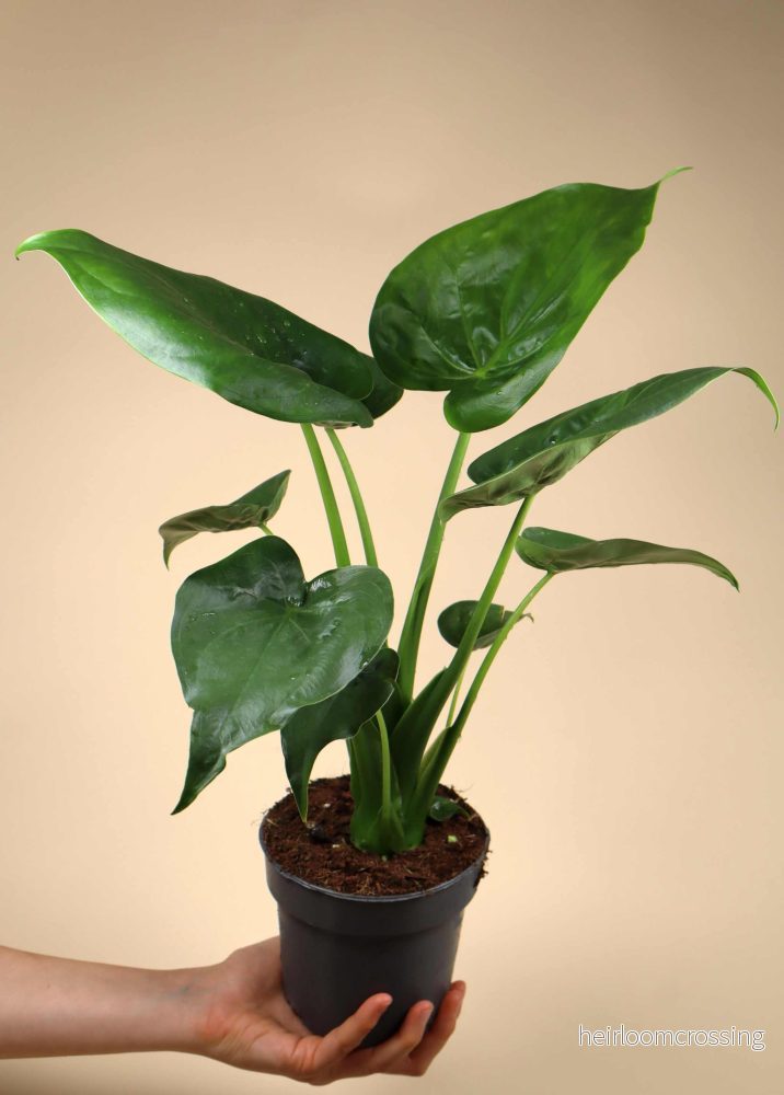 Alocasia cucullata | Tempelsköld