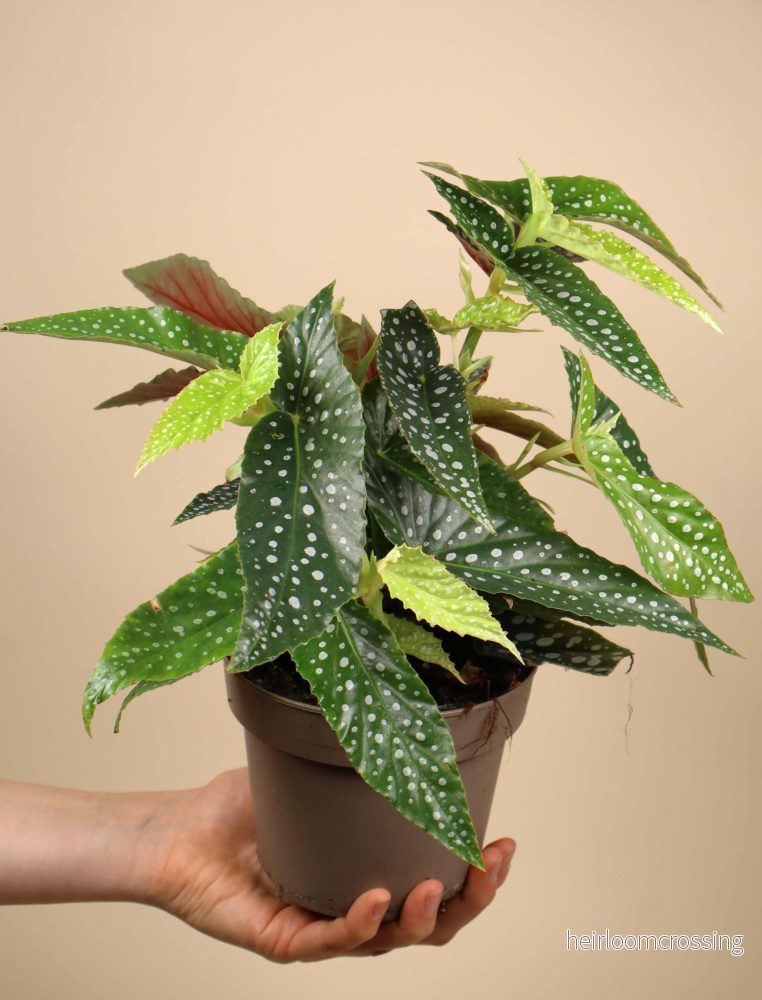 Forellbegonia 'Begonia maculata' - Bild 3