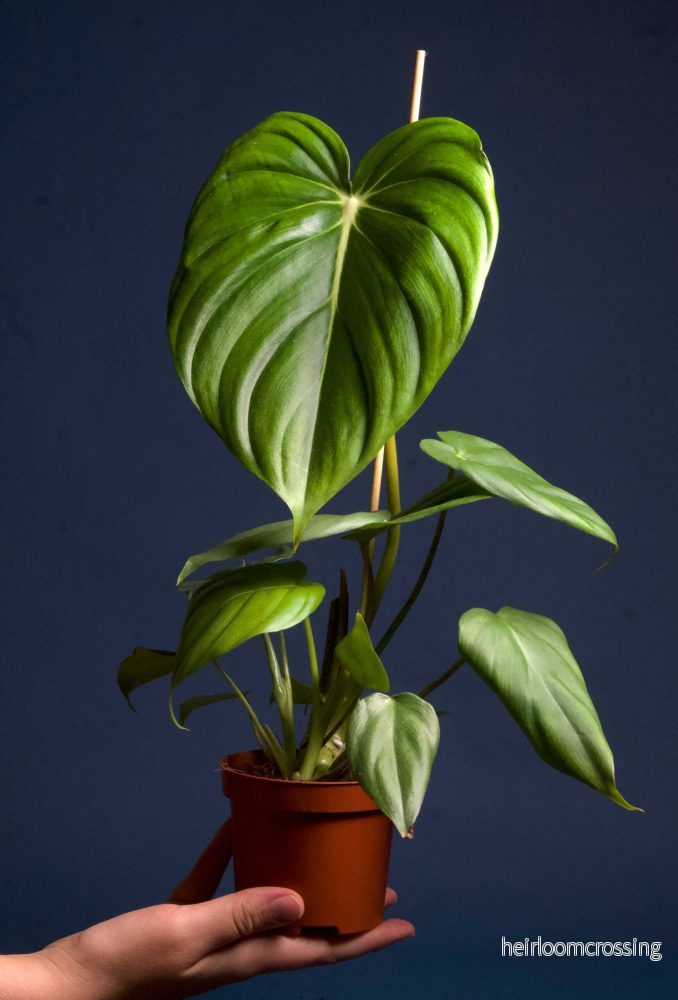 Philodendron ’Dean Mc Dowell’ - Bild 2