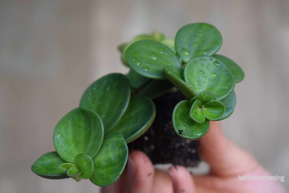 Peperomia hope - Bild 2