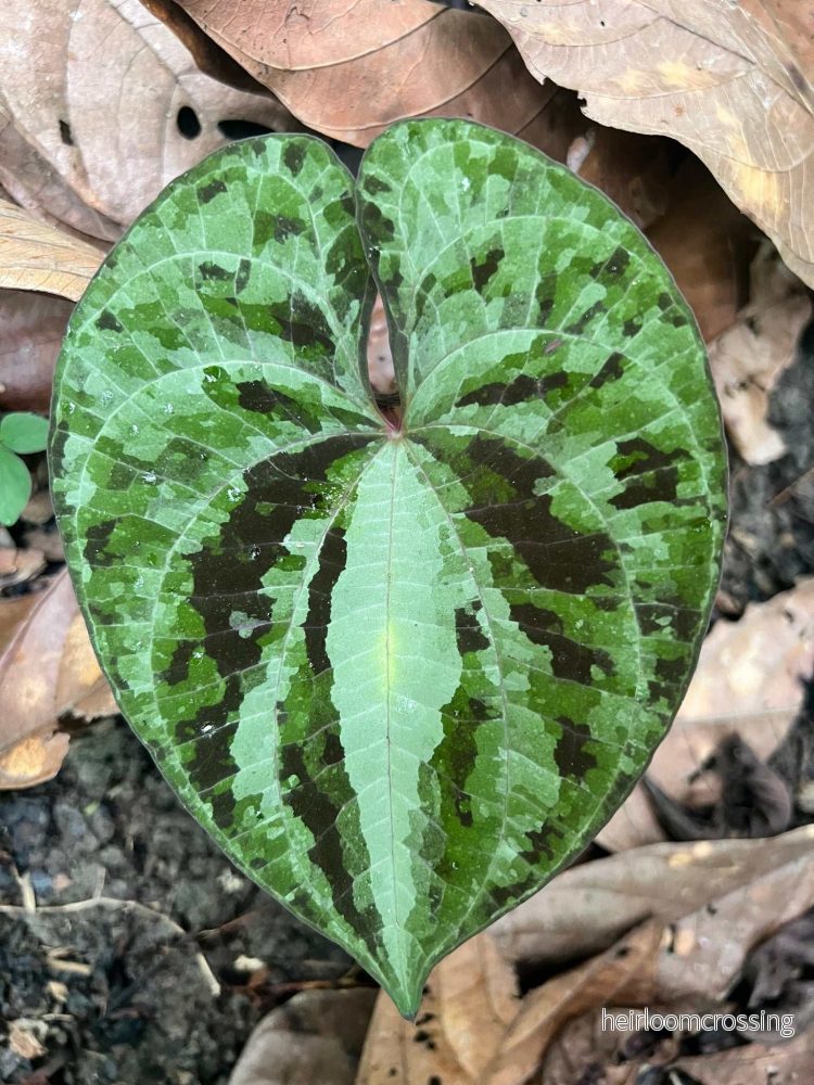 Dioscorea discolor Dioscorea discolor