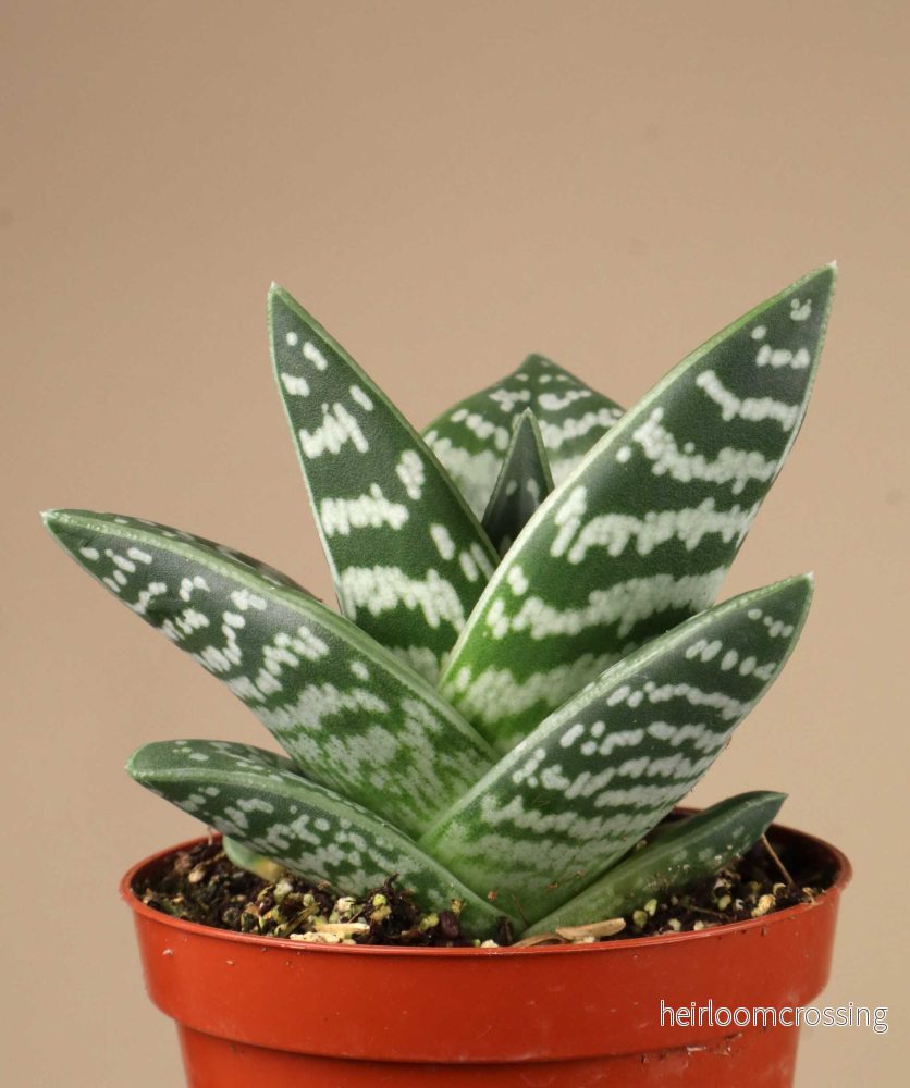 Sebra-aloe | Aloe variegata - Bild 2